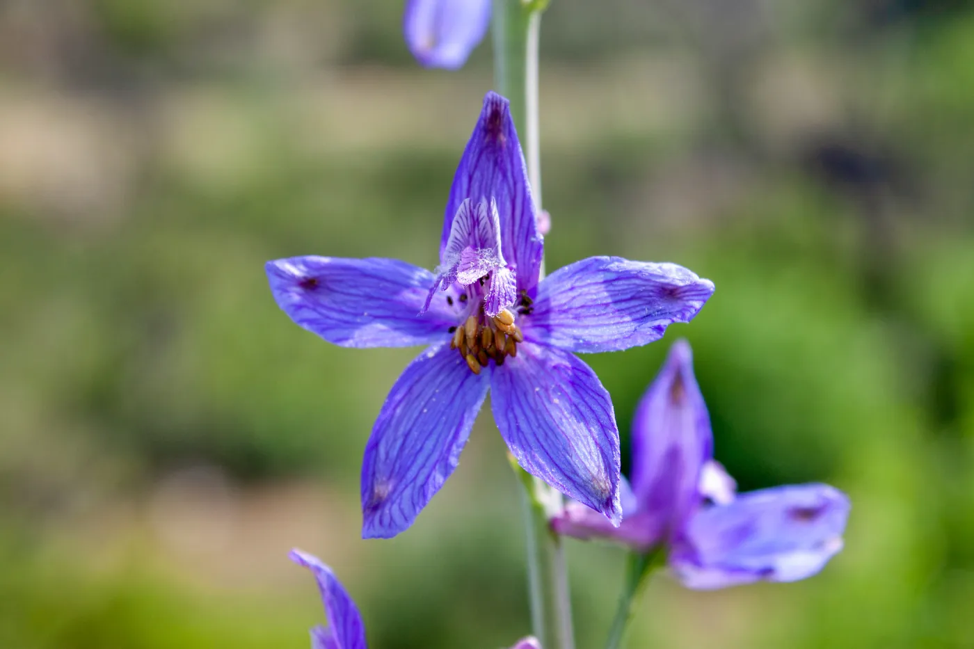 Delphinium (larkspur) in post-burn chaparral, Murietta Rd (5N13), Ojai, CA, Thomas Fire Survey - Mapping Recovery project
