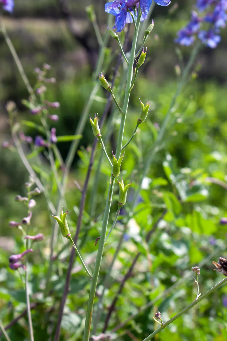 Delphinium (larkspur) fruits in post-burn chaparral, Murietta Rd (5N13), Ojai, CA, Thomas Fire Survey - Mapping Recovery project