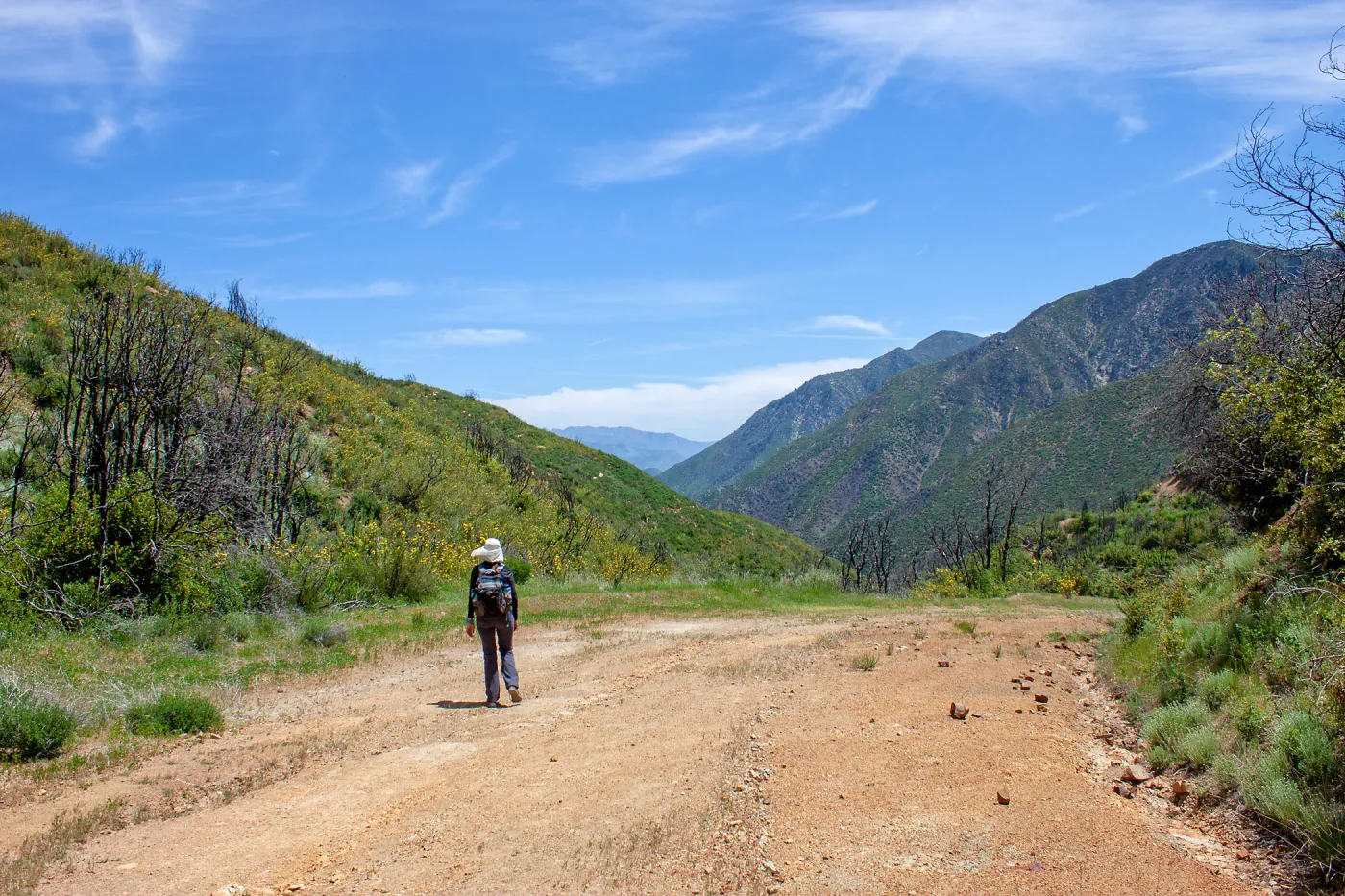 Stephanie Calloway walking along 5N13 near the Murietta Divide in a post-burn landscape, Murietta Rd (5N13), Ojai, CA, Thomas Fire Survey - Mapping Recovery project