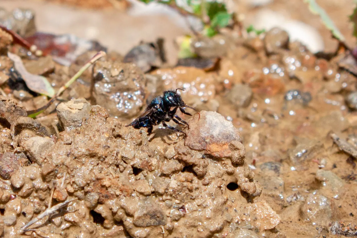Osmia (mason bee) drinking resting along a wet creek., Murietta Rd (5N13), Ojai, CA, Thomas Fire Survey - Mapping Recovery project