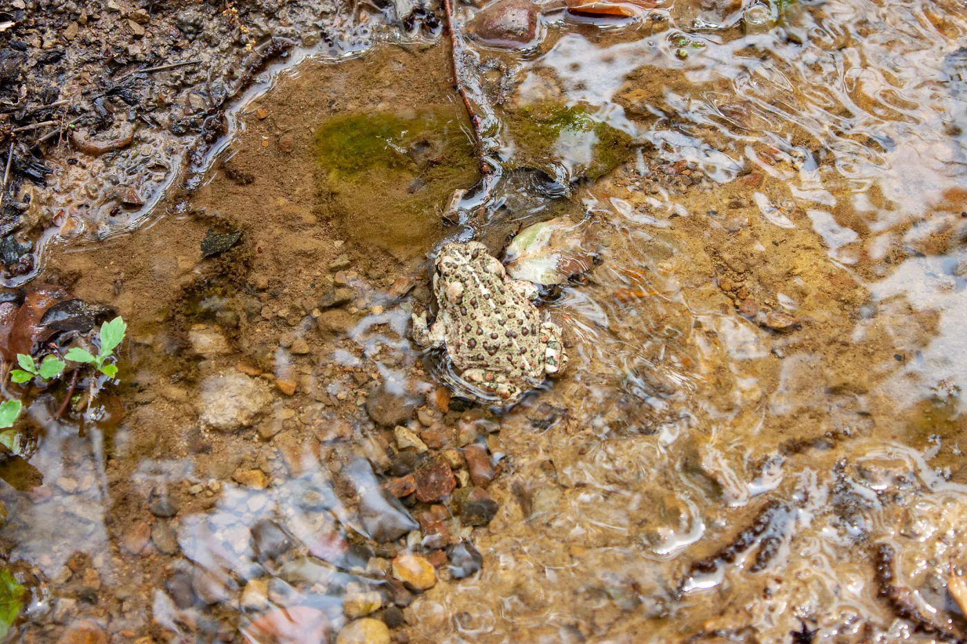 Western toad (Anaxyrun boreas), Murietta Rd (5N13), Ojai, CA, Thomas Fire Survey - Mapping Recovery project