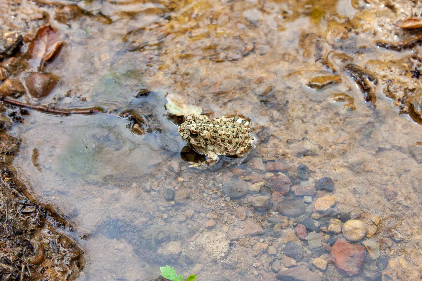Western toad (Anaxyrun boreas), Murietta Rd (5N13), Ojai, CA, Thomas Fire Survey - Mapping Recovery project