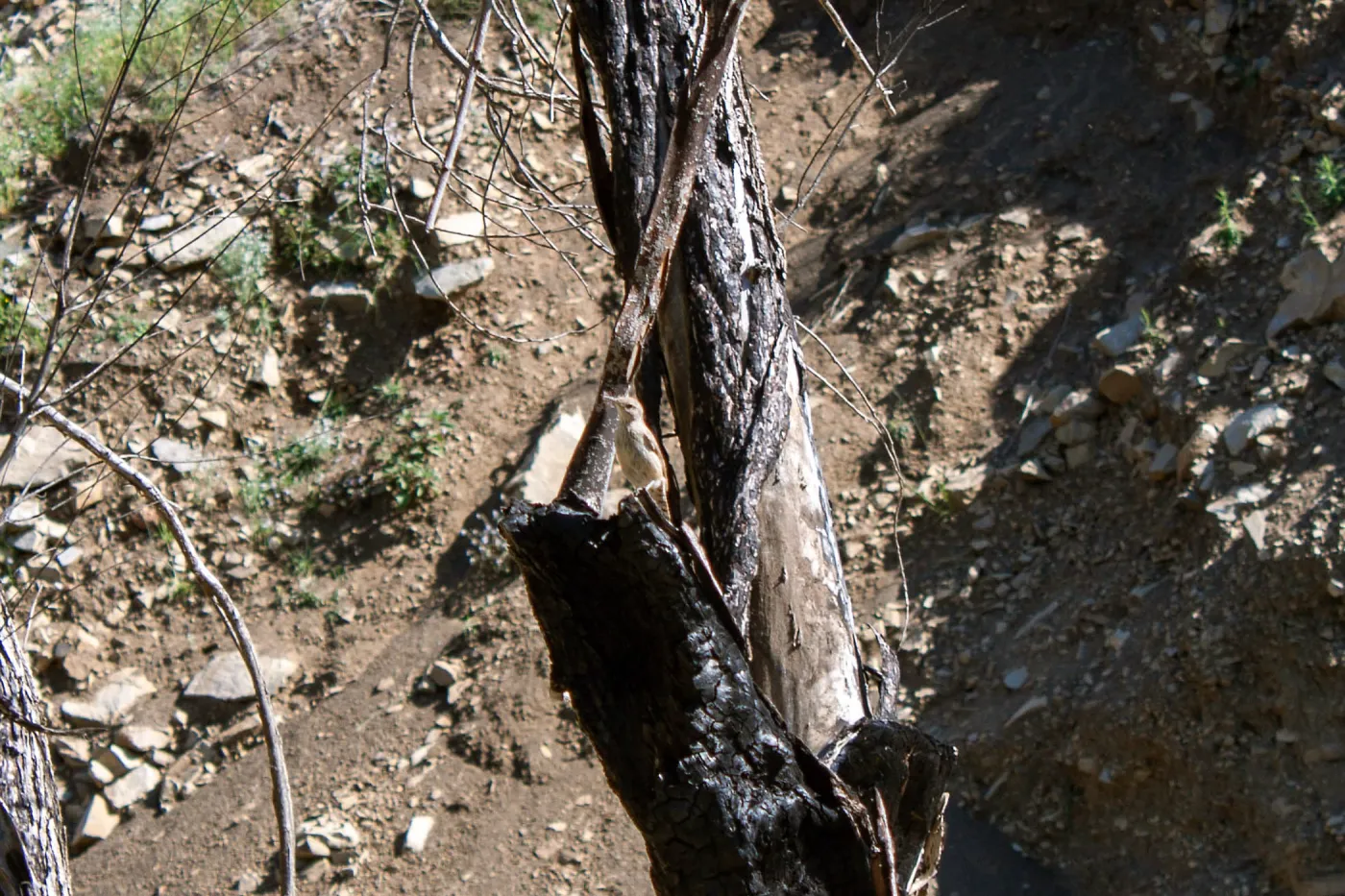 Wren, Murietta Rd (5N13), Ojai, CA, Thomas Fire Survey - Mapping Recovery project