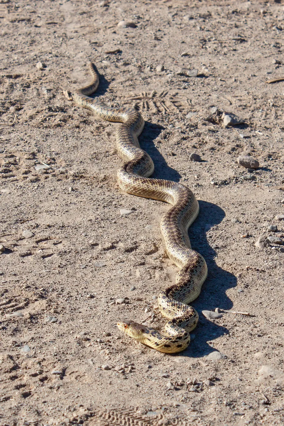 Gopher snake in the trail, Ventura River Preserve, Ojai, CA, Thomas Fire Survey - Mapping Recovery project