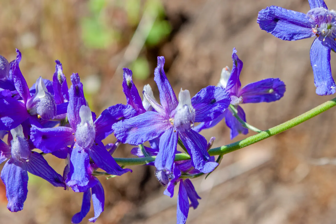 Delphinium (larkspur), Wills Canyon Trail at the Ventura River Preserve, Ojai, CA, Thomas Fire Survey - Mapping Recovery project
