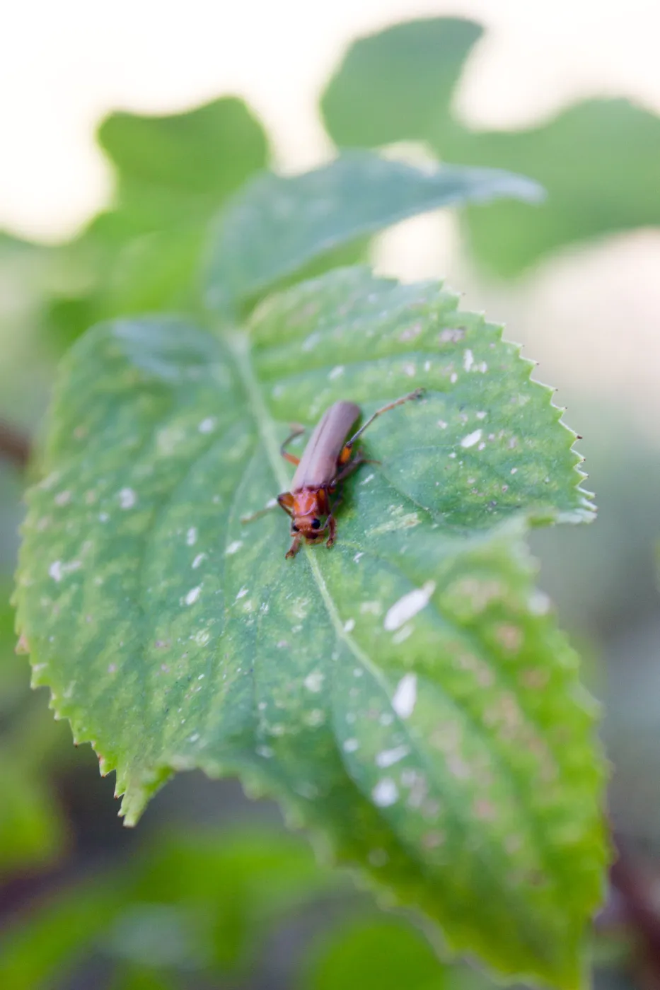 Brown leather wing beetle (Pacificanthia consors), Rice Canyon Trail at the Ventura River Preserve/LPNF, Ojai, CA, Thomas Fire Survey - Mapping Recovery project