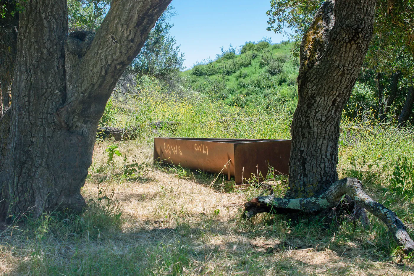 Water trough with amusing â€œcows onlyâ€ sign, Rice Canyon Trail at the Ventura River Preserve/LPNF, Ojai, CA, Thomas Fire Survey - Mapping Recovery project
