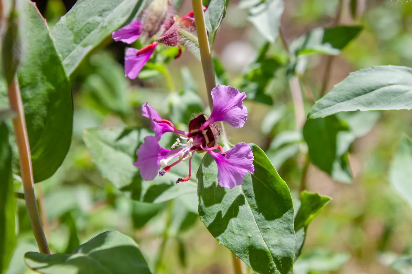 Clarkia unguiculata (elegant clarkia) , Rice Canyon Trail at the Ventura River Preserve/LPNF, Ojai, CA, Thomas Fire Survey - Mapping Recovery project