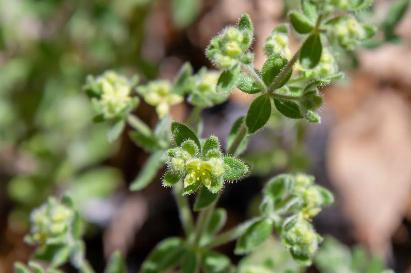 Galium californicum (California bedstraw), Foot path/Red reef trail east of Nordhoff Ridge Road, Ojai, CA, Thomas Fire Survey - Mapping Recovery project