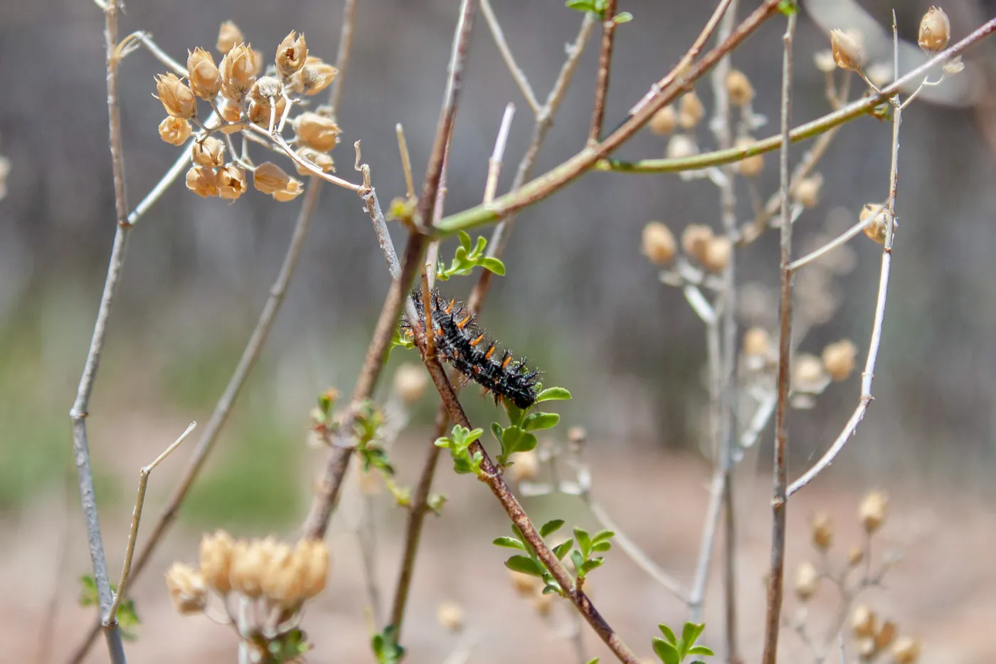 Caterpillar, Foot path/Red reef trail east of Nordhoff Ridge Road, Ojai, CA, Thomas Fire Survey - Mapping Recovery project