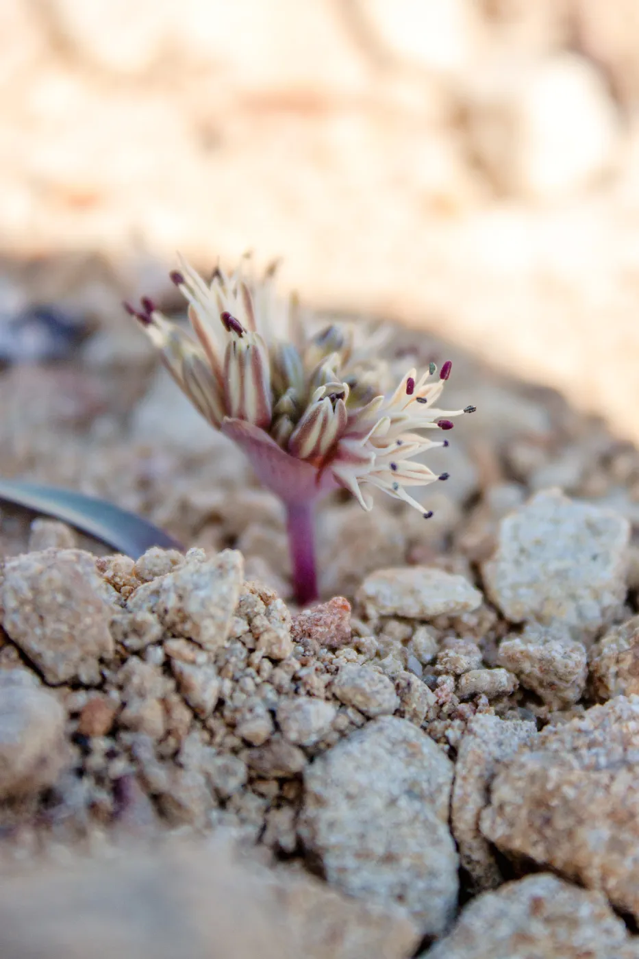 Allium burlewii (Burlew's onion), Unnamed peak near foot path/Red reef trail east of Nordhoff Ridge Road, Ojai, CA, Thomas Fire Survey - Mapping Recovery project