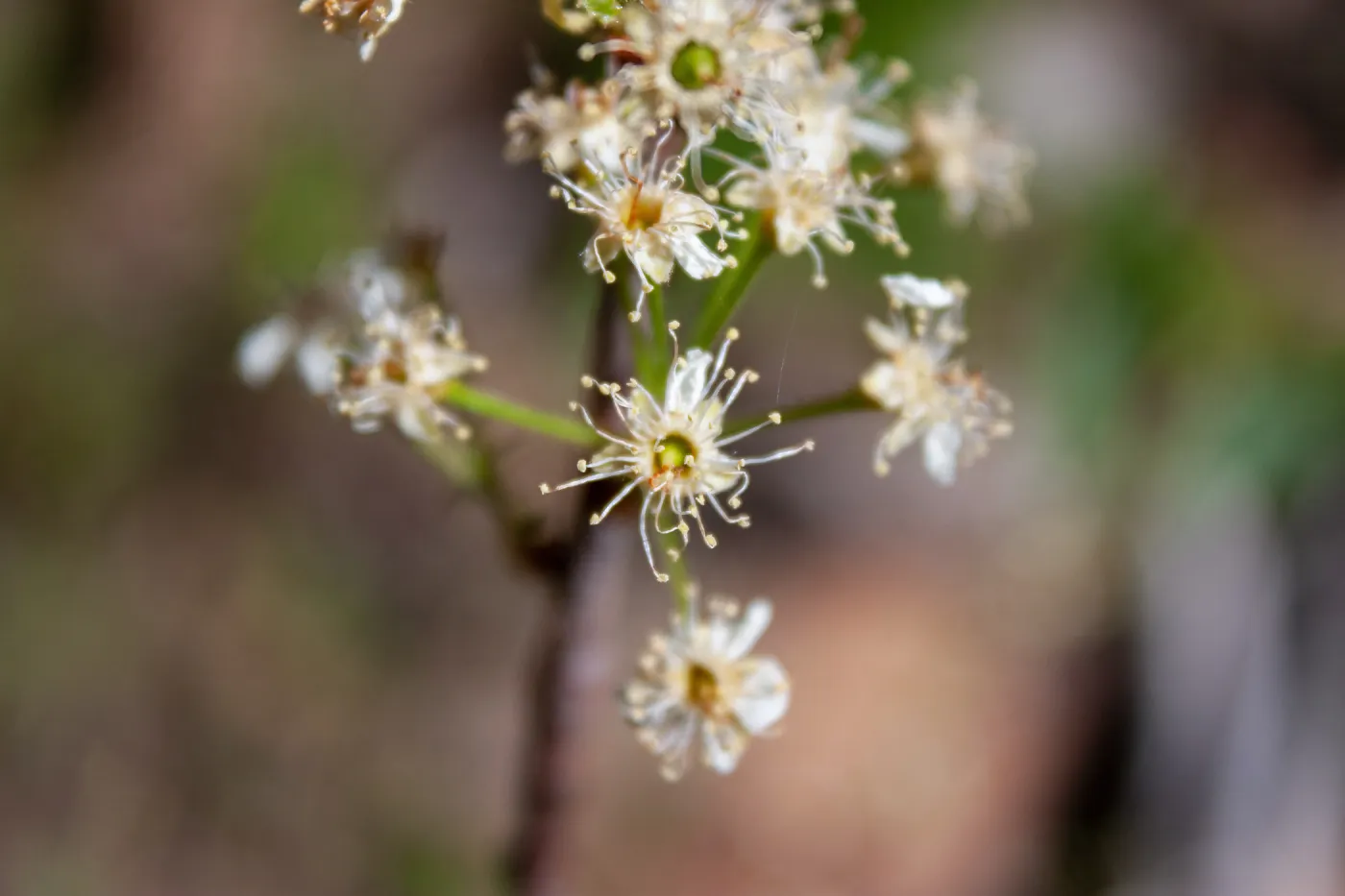 Prunus emarginata (bitter cherry), Foot path/Red reef trail east of Nordhoff Ridge Road, Ojai, CA, Thomas Fire Survey - Mapping Recovery project