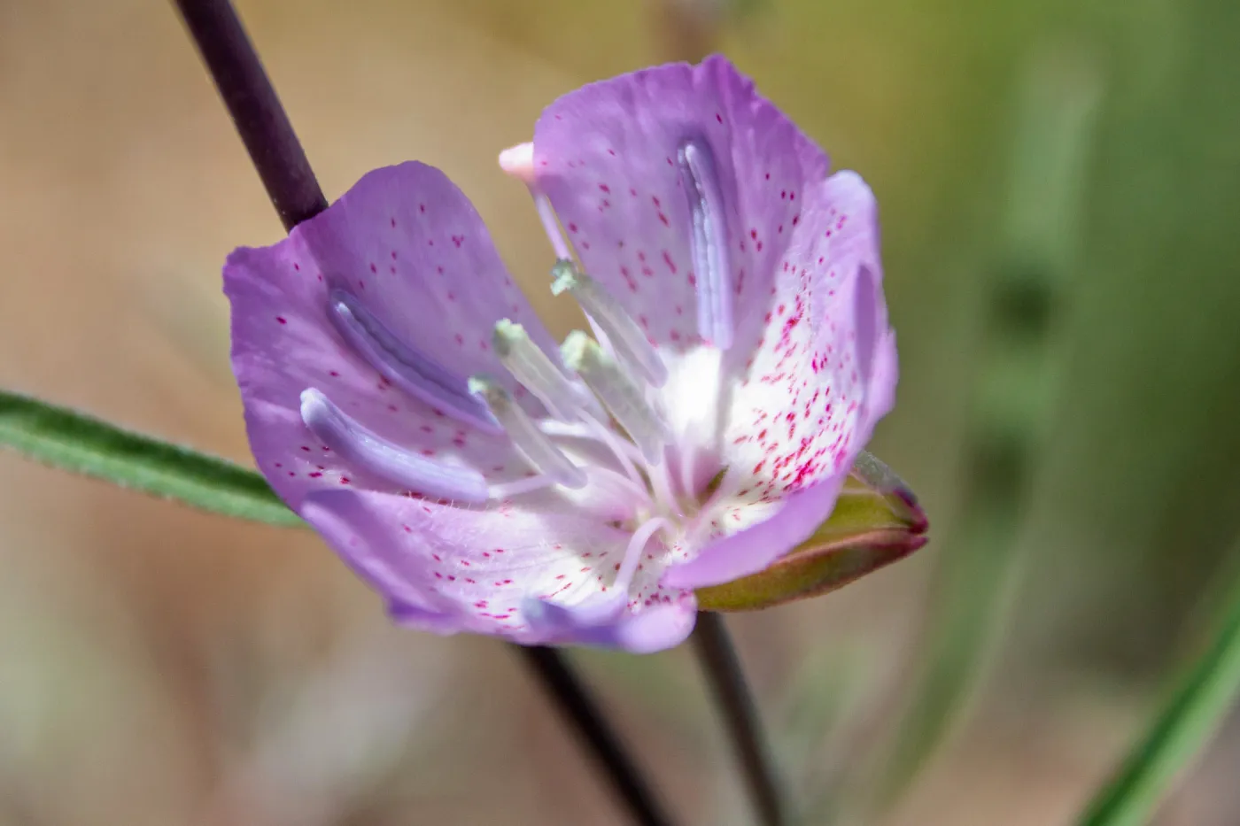 Clarkia, Red Reef Trail, Ojai, CA, Thomas Fire Survey - Mapping Recovery project