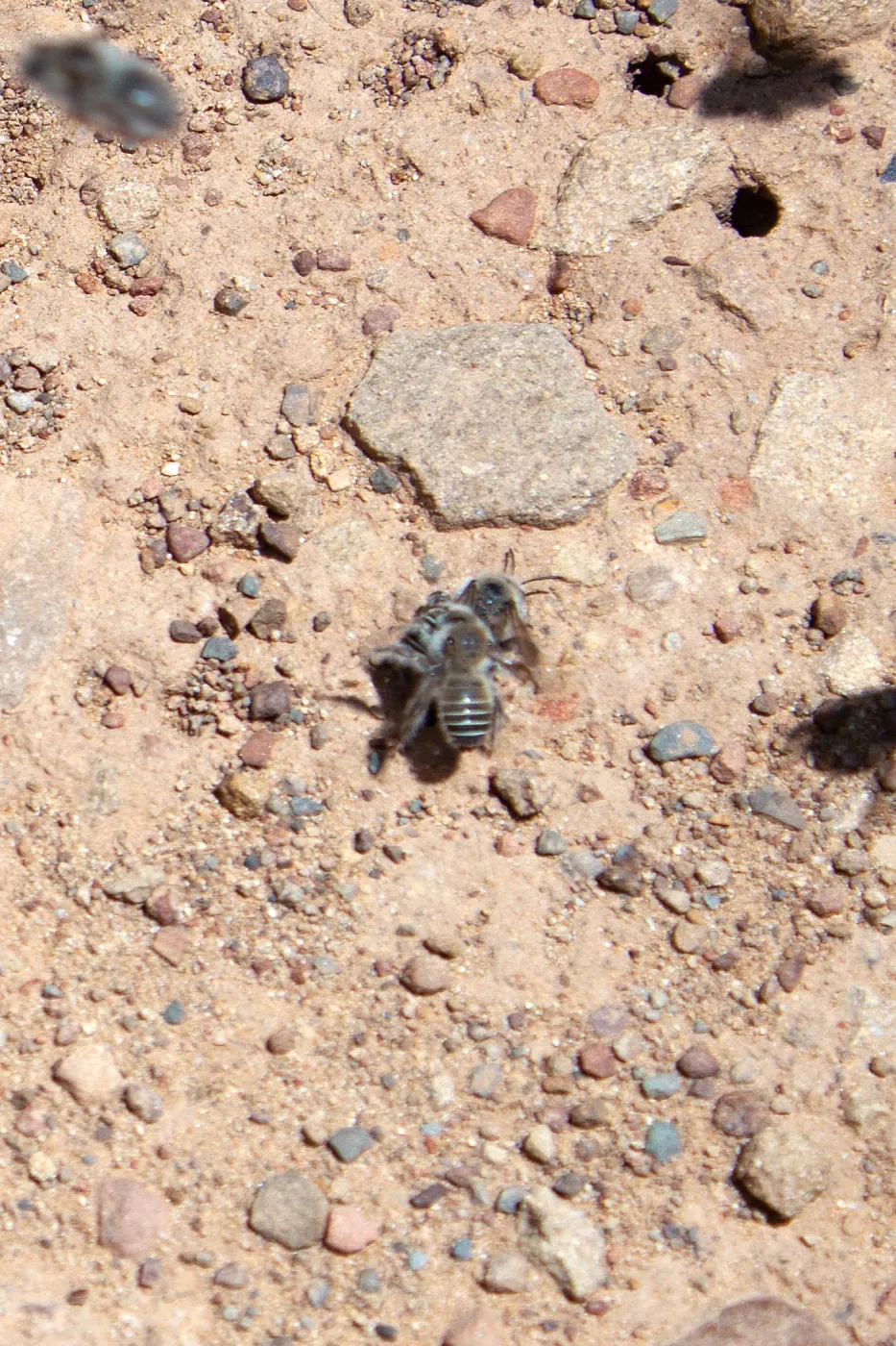 Diadasia bituberculata (bindweed turret bees), Sisar Canyon Road, Ojai, CA, Thomas Fire Survey - Mapping Recovery project