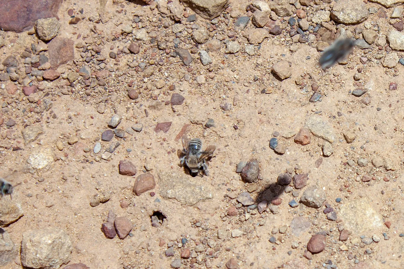Diadasia bituberculata (bindweed turret bees), Sisar Canyon Road, Ojai, CA, Thomas Fire Survey - Mapping Recovery project