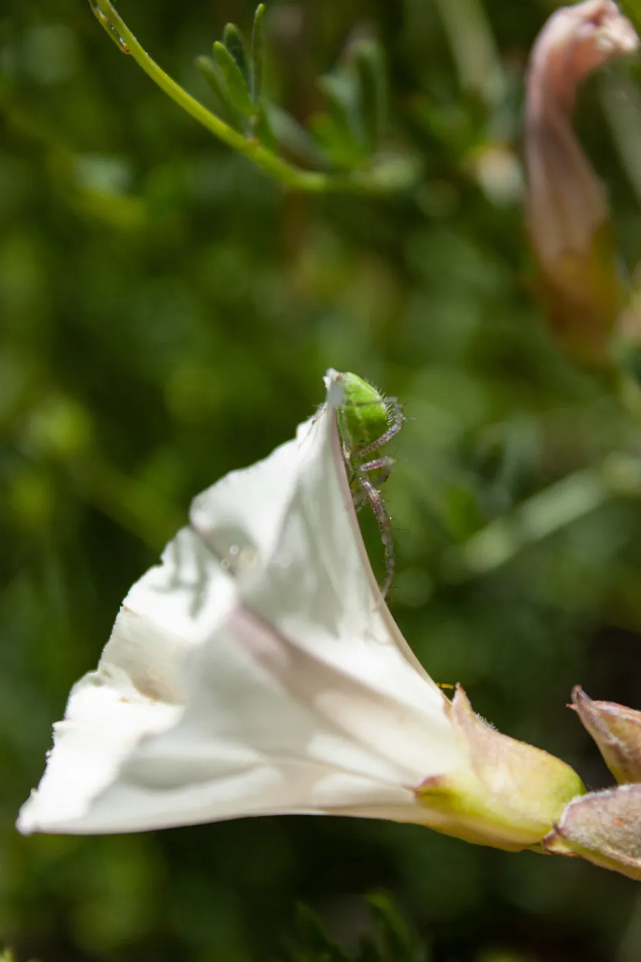 Green lynx spider on Convolvulus flower, Sisar Canyon Road, Ojai, CA, Thomas Fire Survey - Mapping Recovery project
