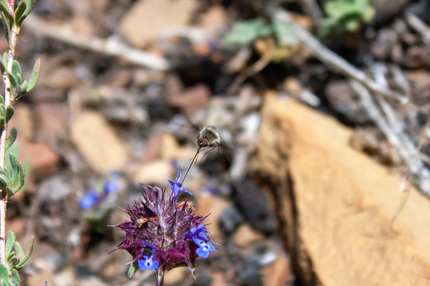 Bee fly (Bombyliidae) on chia (Salvia columbariae), Lion Canyon Trail, Ojai, CA, Thomas Fire Survey - Mapping Recovery project