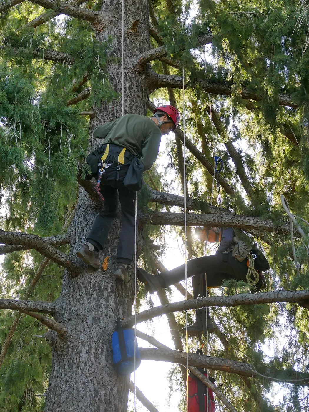 Cam Williams and Rikke NÃ¦sborg Measuring the Bigcone Douglas-fir at the south end of the Manzanita Section
