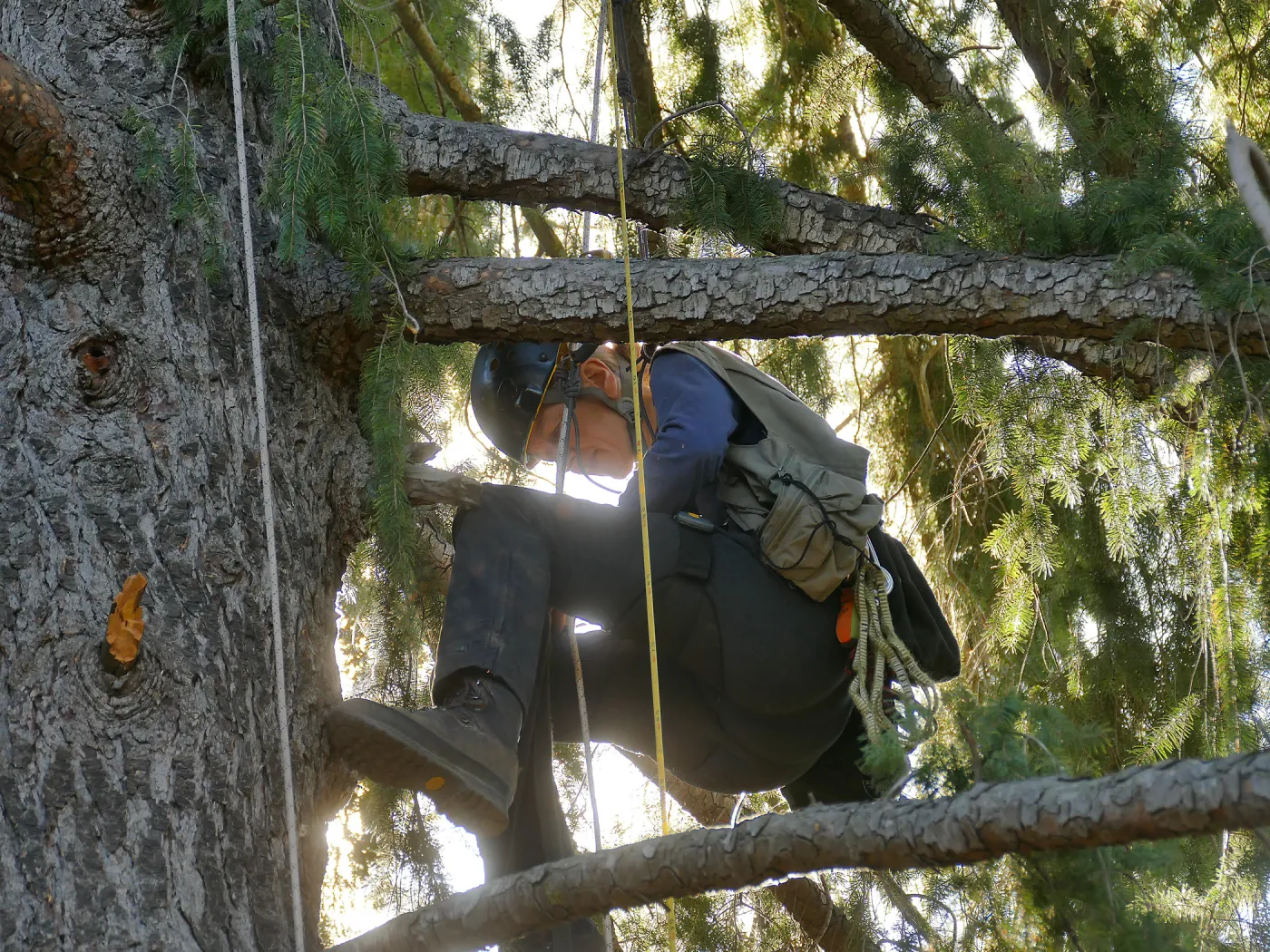 Rikke Naesborg Measuring the Bigcone Douglas-fir at the south end of the Manzanita Section