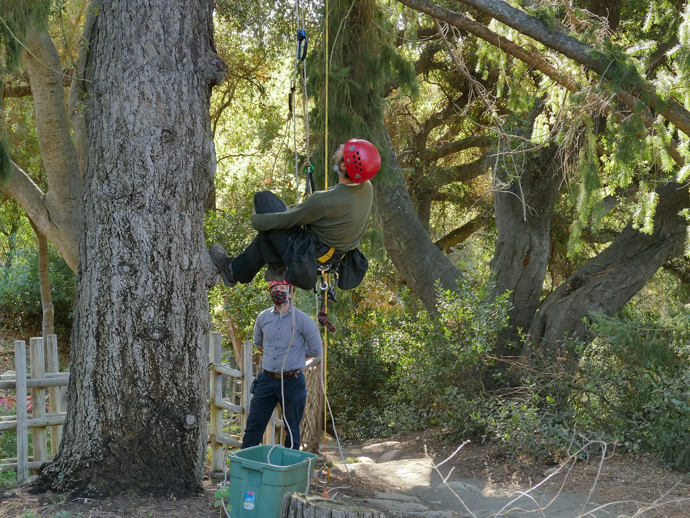 Cam Williams and Scot Pipkin Measuring the Bigcone Douglas-fir at the south end of the Manzanita Section