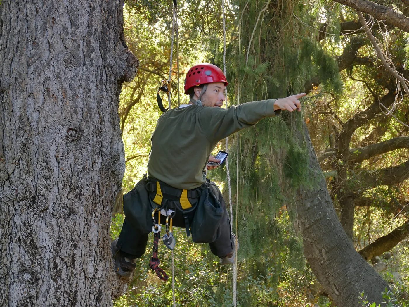 Cam Williams Measuring the Bigcone Douglas-fir at the south end of the Manzanita Section