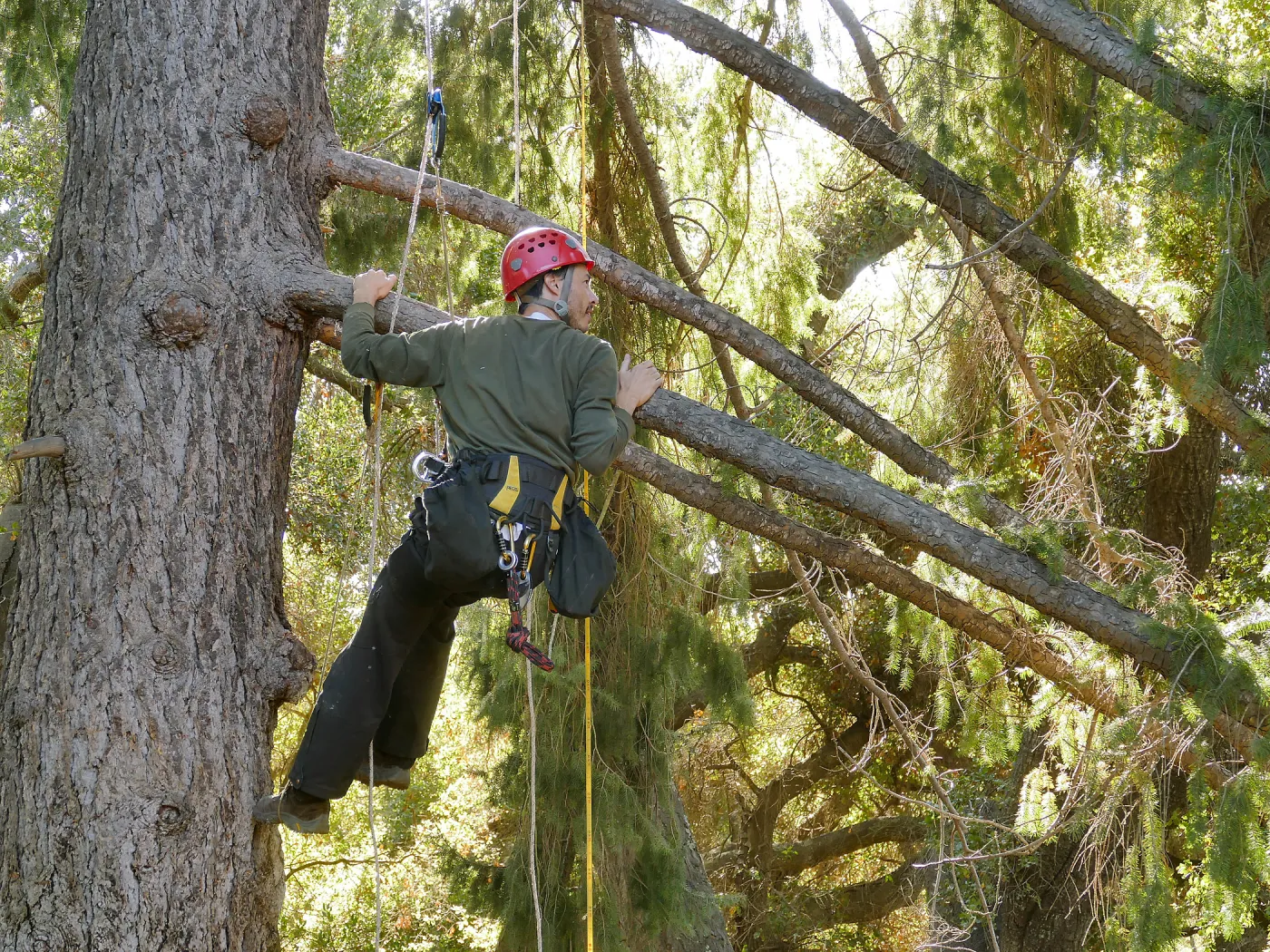 Cam Williams Measuring the Bigcone Douglas-fir at the south end of the Manzanita Section