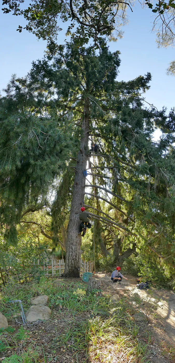 Measuring the Bigcone Douglas-fir at the south end of the Manzanita Section