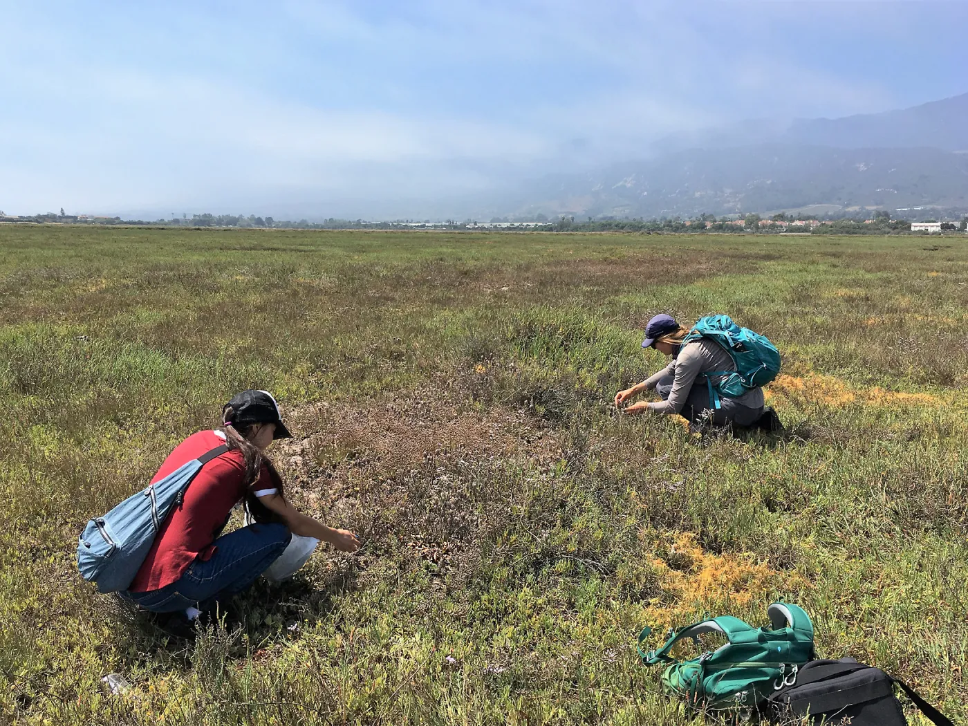 Kara Kang and Stephanie Calloway surveying Salt Marsh Bird's Beak in the Carpinteria Salt Marsh Preserve