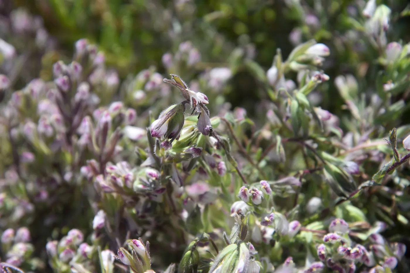 Salt Marsh Bird's Beak Chloropyron maritimum ssp maritimum with pollinator