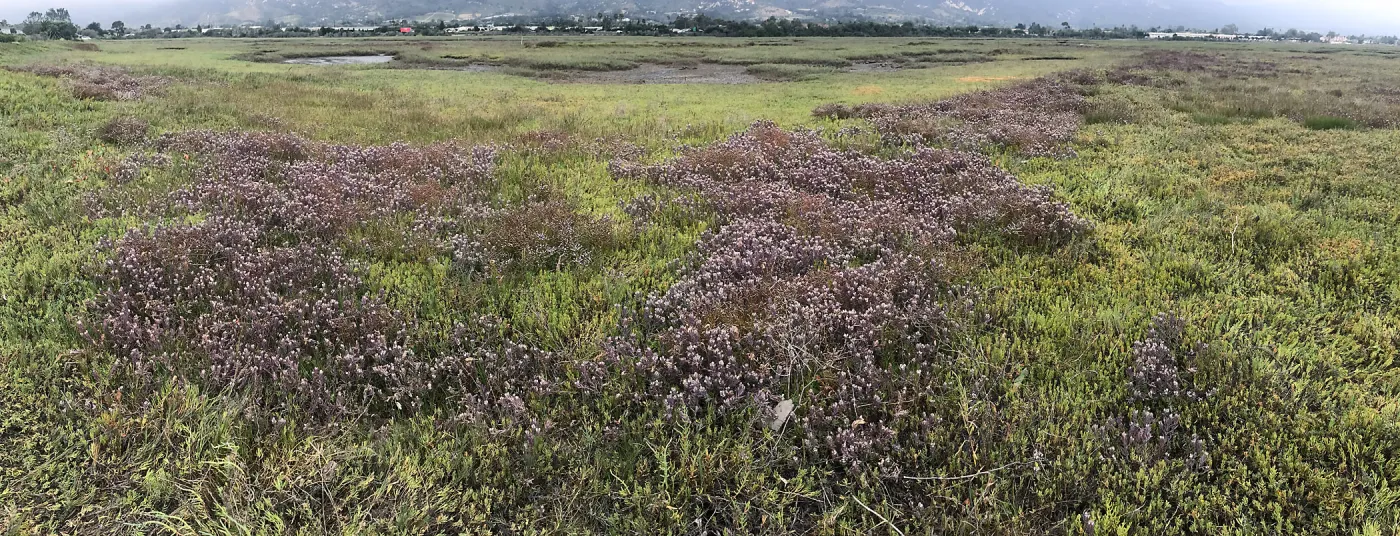 Salt Marsh Bird's Beak Chloropyron maritimum ssp maritimum at Carpinteria Salt Marsh Preserve