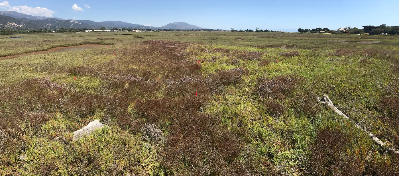 Salt Marsh Bird's Beak Chloropyron maritimum ssp maritimum at Carpinteria Salt Marsh Preserve