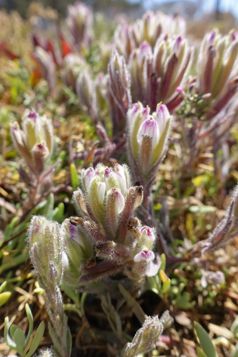 Salt Marsh Bird's Beak Chloropyron maritimum ssp maritimum