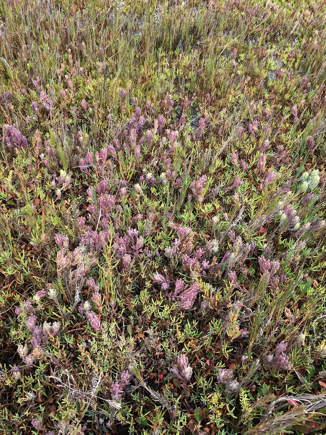 Salt Marsh Bird's Beak Chloropyron maritimum ssp maritimum