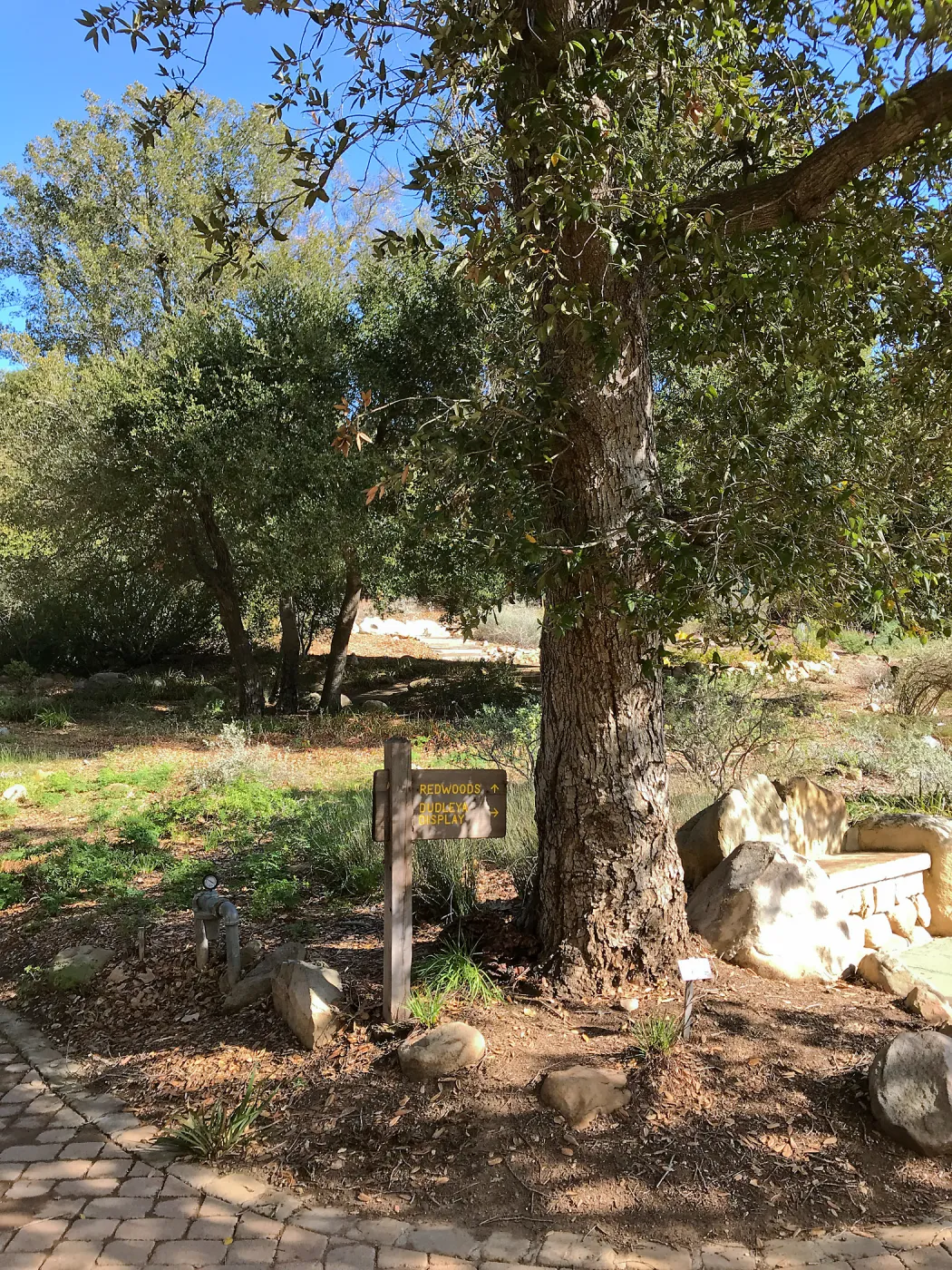 Mushrooms growing on the Island Oak at the top of the Meadow