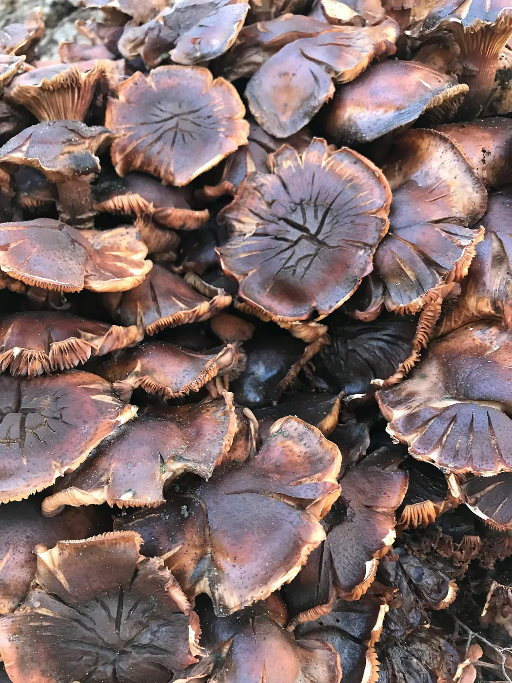 Mushrooms growing on the Island Oak at the top of the Meadow