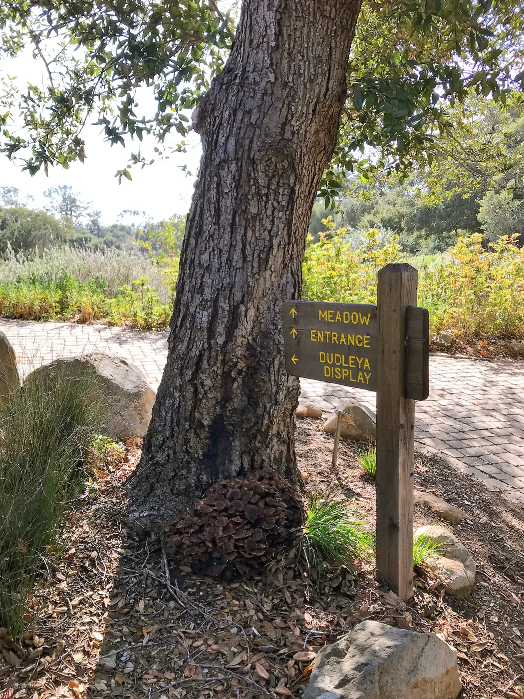 Mushrooms growing on the Island Oak at the top of the Meadow