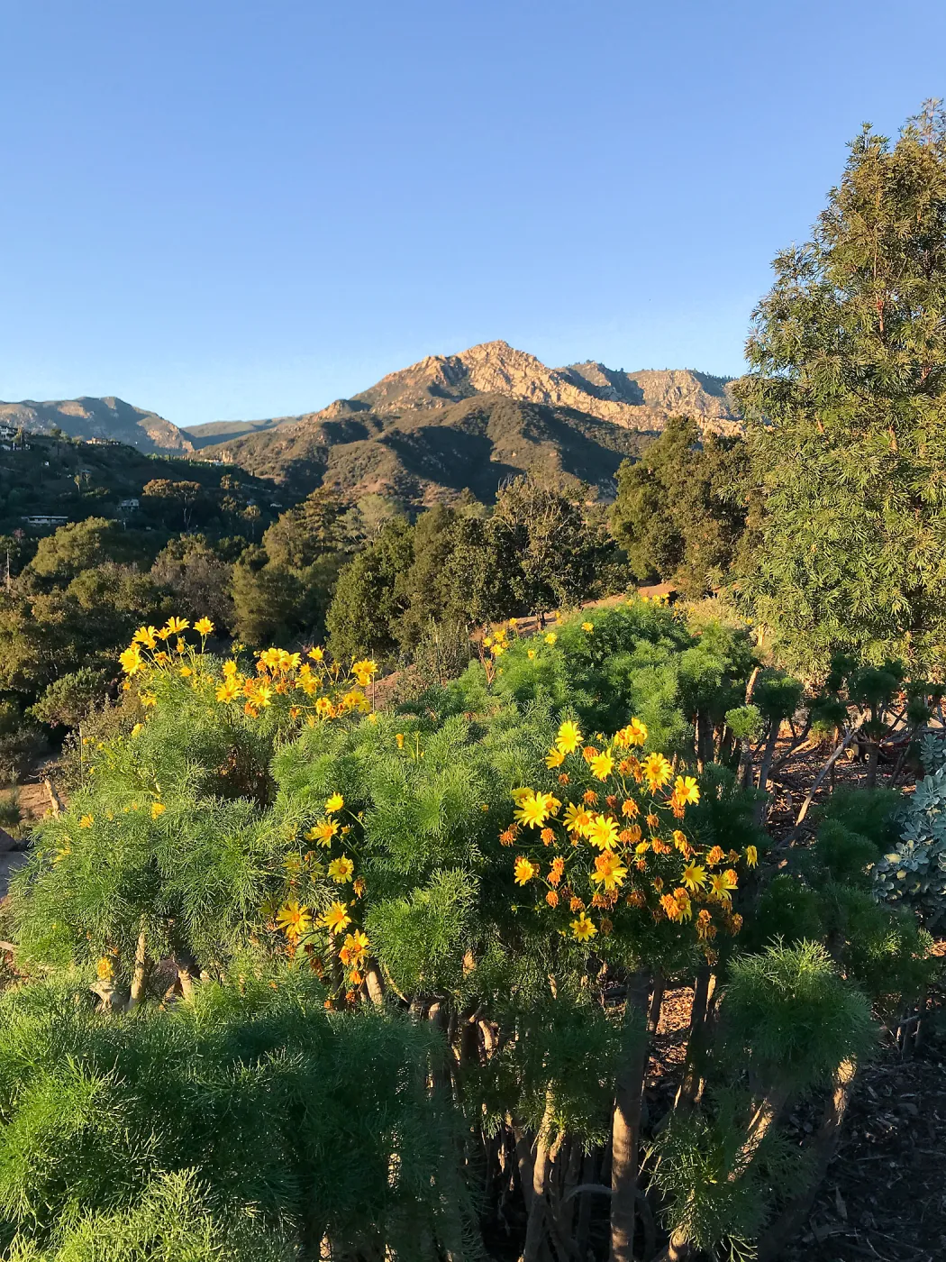 Giant coreopsis in the Island View Garden