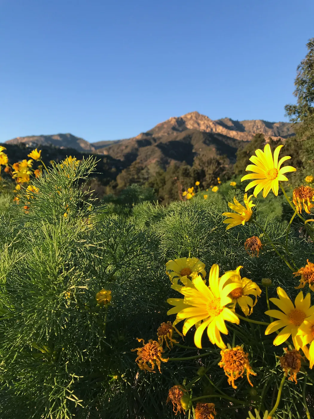 Giant coreopsis in the Island View Garden
