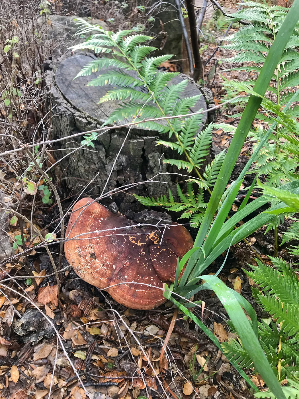 Mushroom, fern and iris in the Wooded Dell