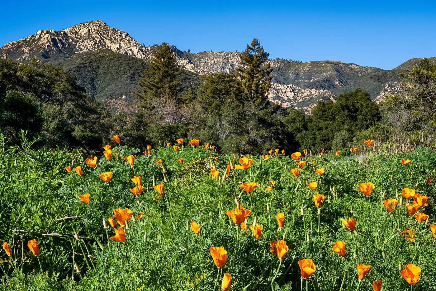Meadow and Poppies