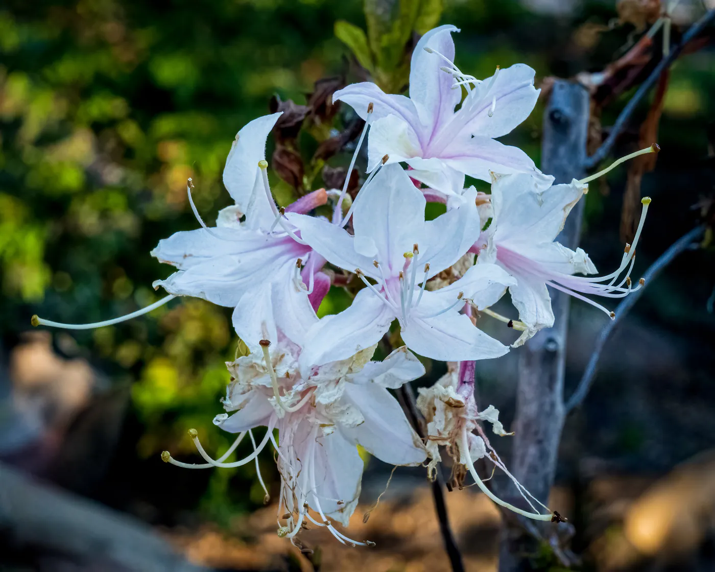 Western Azalea