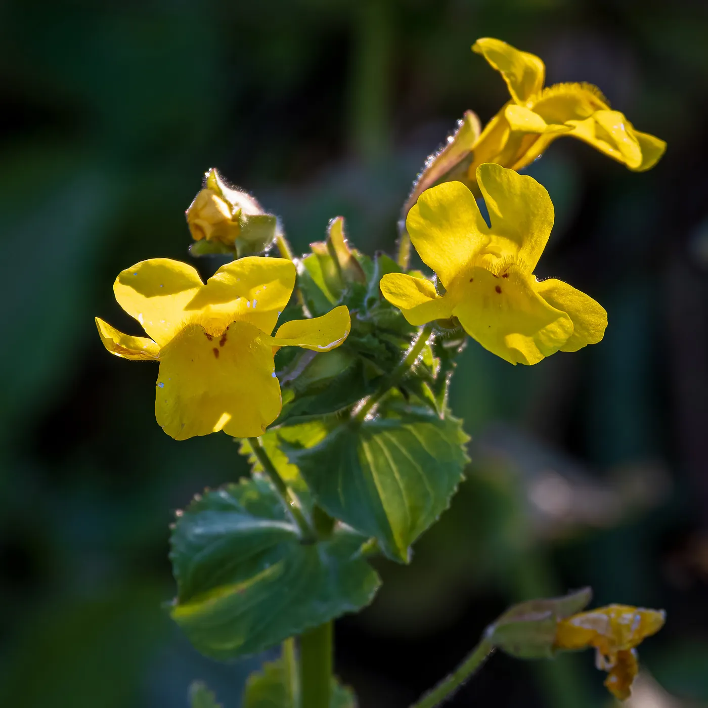 Monkeyflower