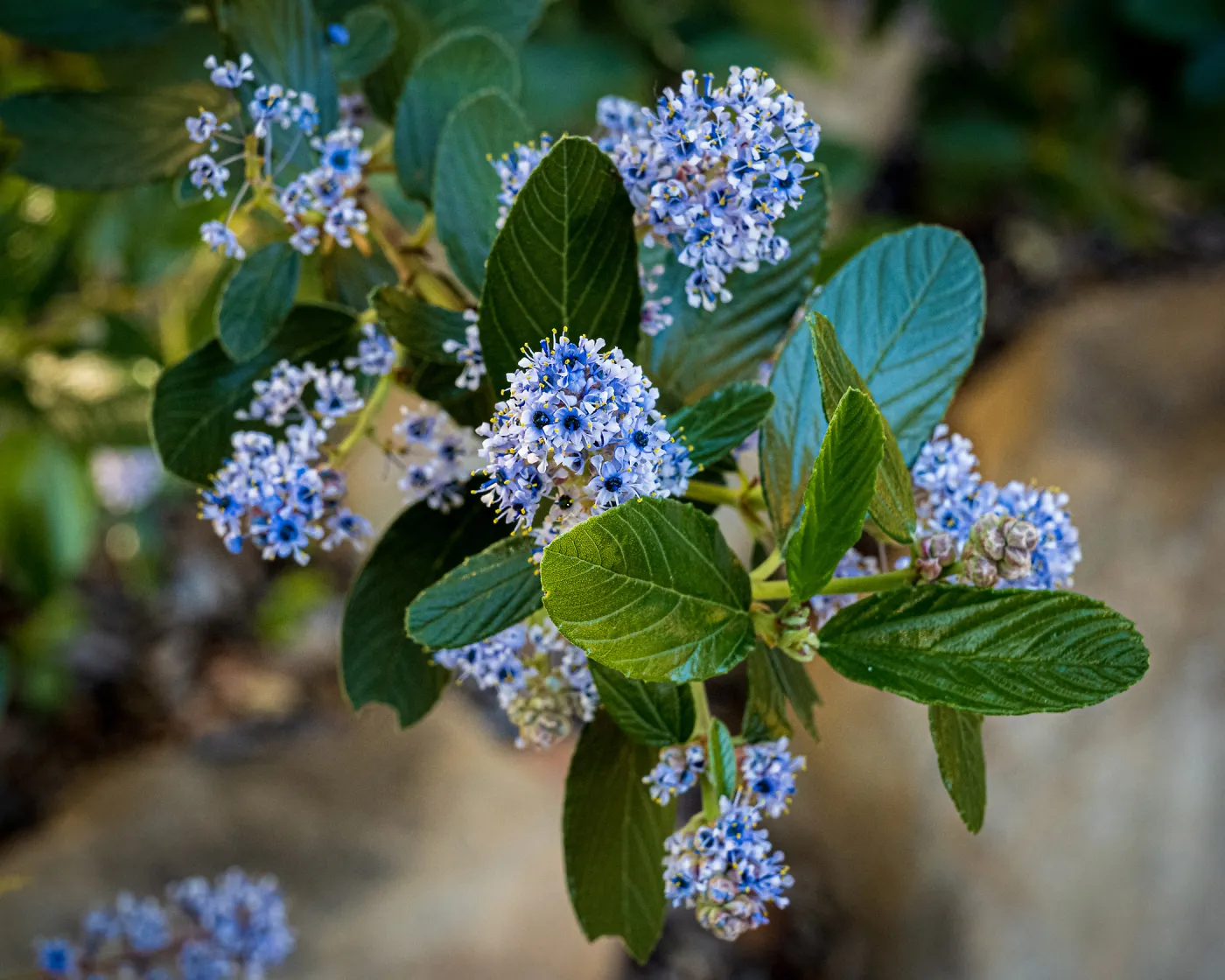 Ceanothus (California Lilac)