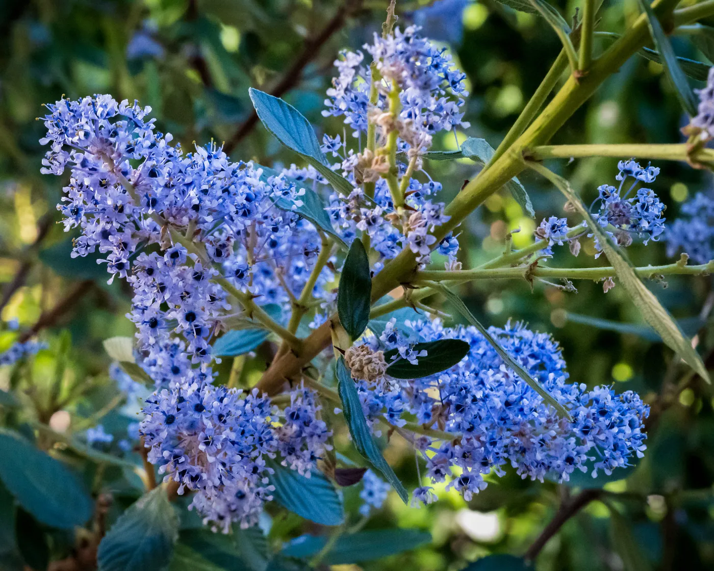 Ceanothus (California Lilac)