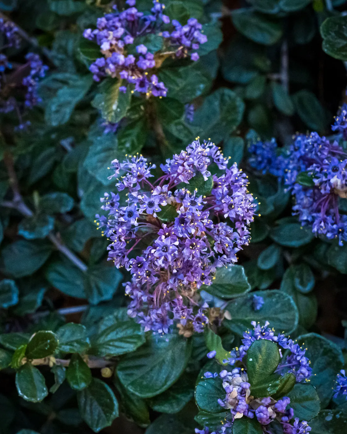 Valley Violet Ceanothus