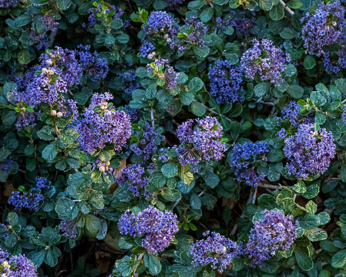 Valley Violet Ceanothus