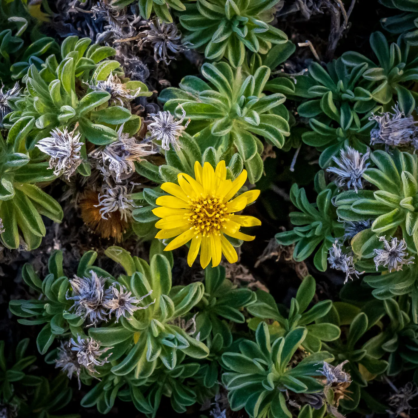 San Bruno Mountain Golden Aster