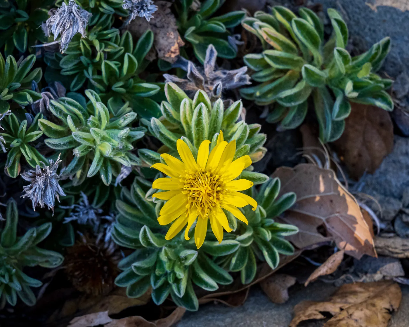 San Bruno Mountain Golden Aster