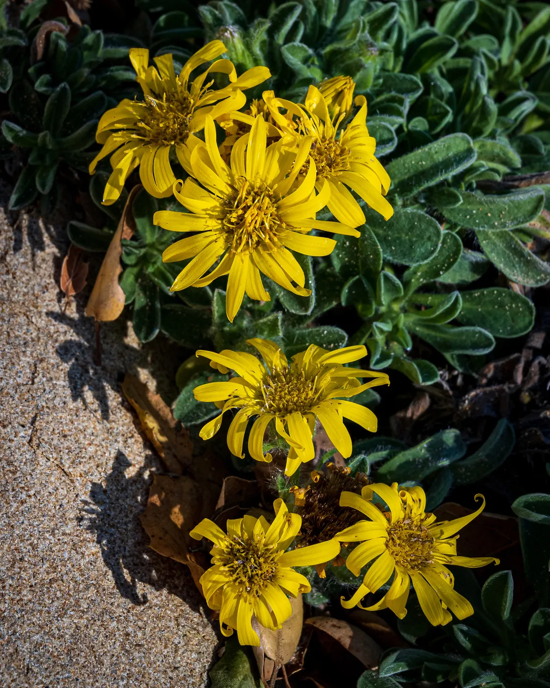 San Bruno Mountain Golden Aster