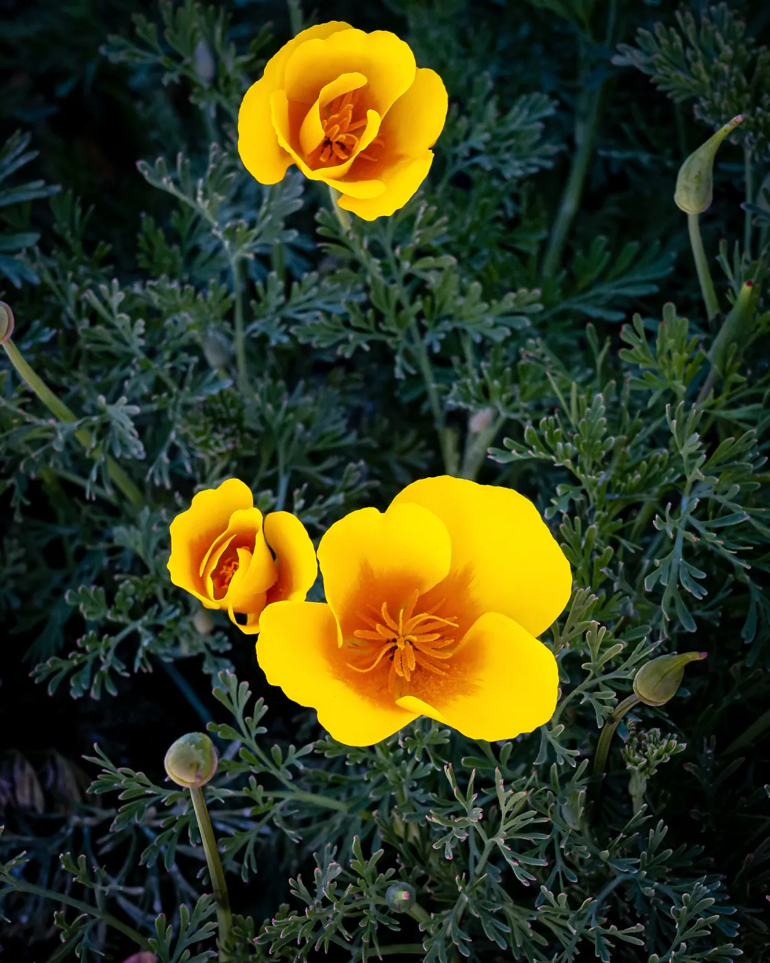 California Poppies
